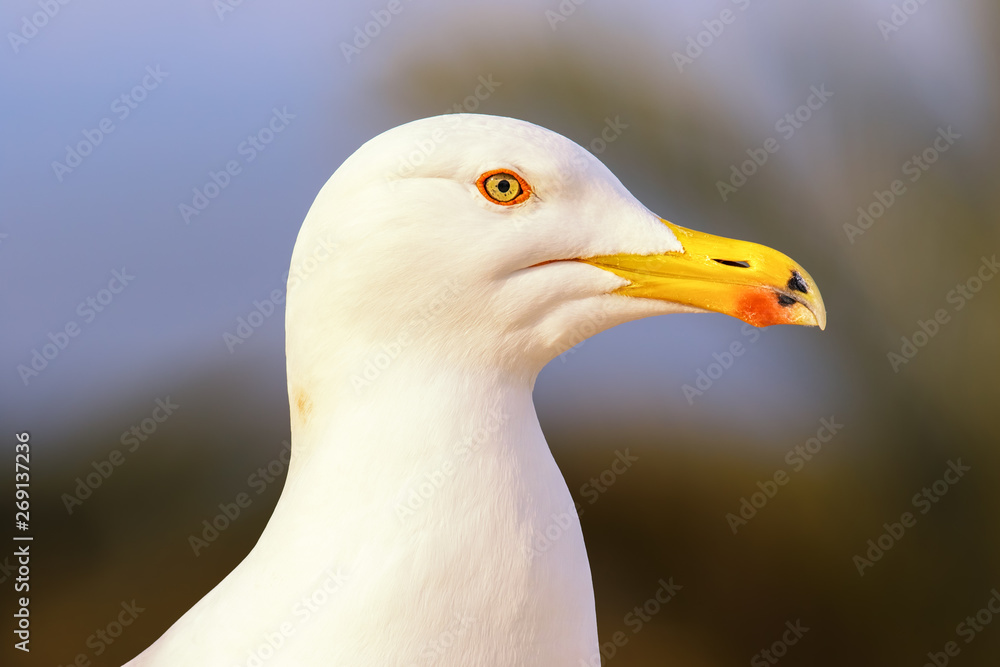 The head and neck of a beautiful seagull. She looks directly into the camera. In the background is a palm tree against a blue sky and beautiful bokeh. Photographed from close up. The head and neck of a beautiful seagull. She looks directly into the camera. In the background is a palm tree against a blue sky and beautiful bokeh. Photographed from close up.