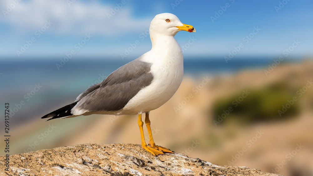 A beautiful seagull stands proud and posing on a rock on the Spanish coast. In the background you can see the coastline and the blue Mediterranean with beautiful bokeh. A beautiful seagull stands proud and posing on a rock on the Spanish coast. In the background you can see the coastline and the blue Mediterranean with beautiful bokeh.