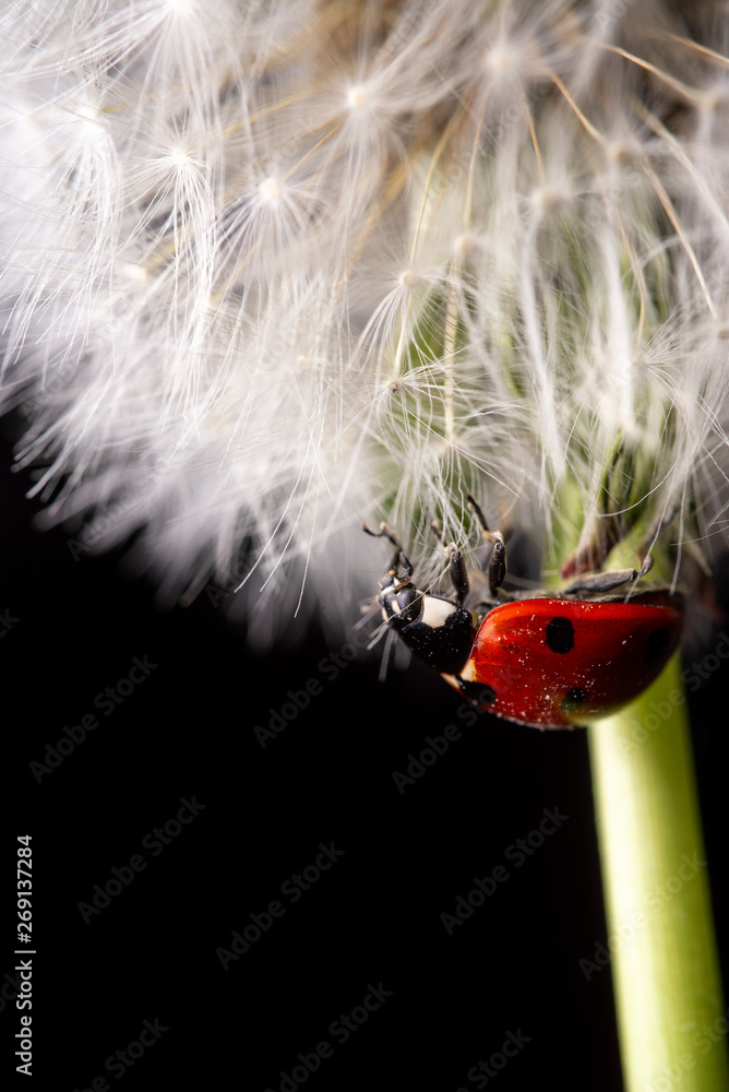 Obraz premium ladybug on dandelion