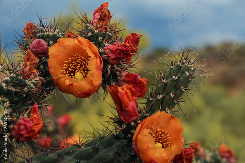 Orange Arizona Cholla Cactus Flower