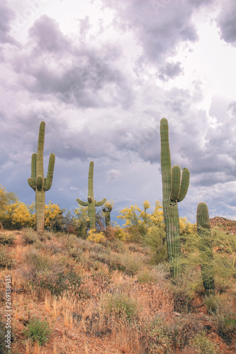 Saguaros and Palo Verde Trees Before a Rain Storm in Scottsdale