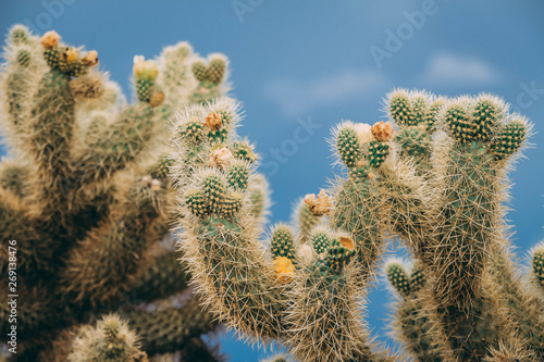 Teddy Bear Cholla Cactus in the Blue Sky