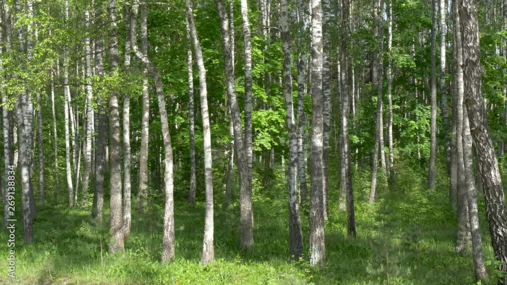 Birch Grove. white tree trunks on a green background Birch Grove. white tree trunks on a green background
