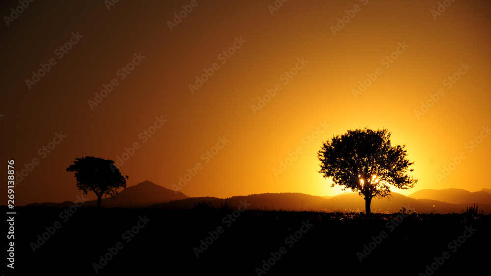 Shadow of sunset, mountains and lonely tree