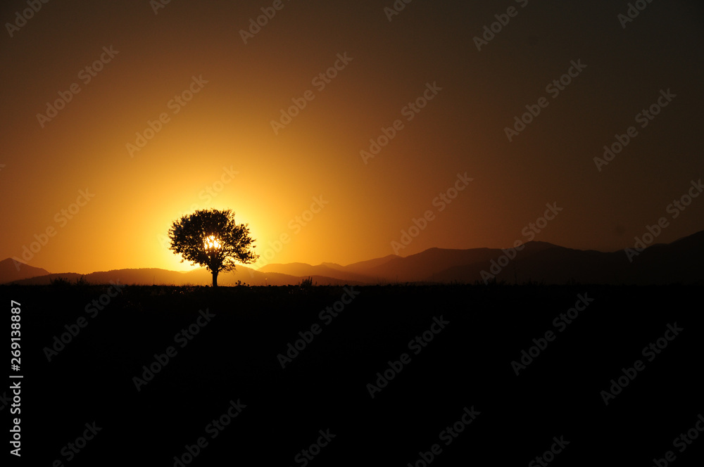 Shadow of sunset, mountains and lonely tree