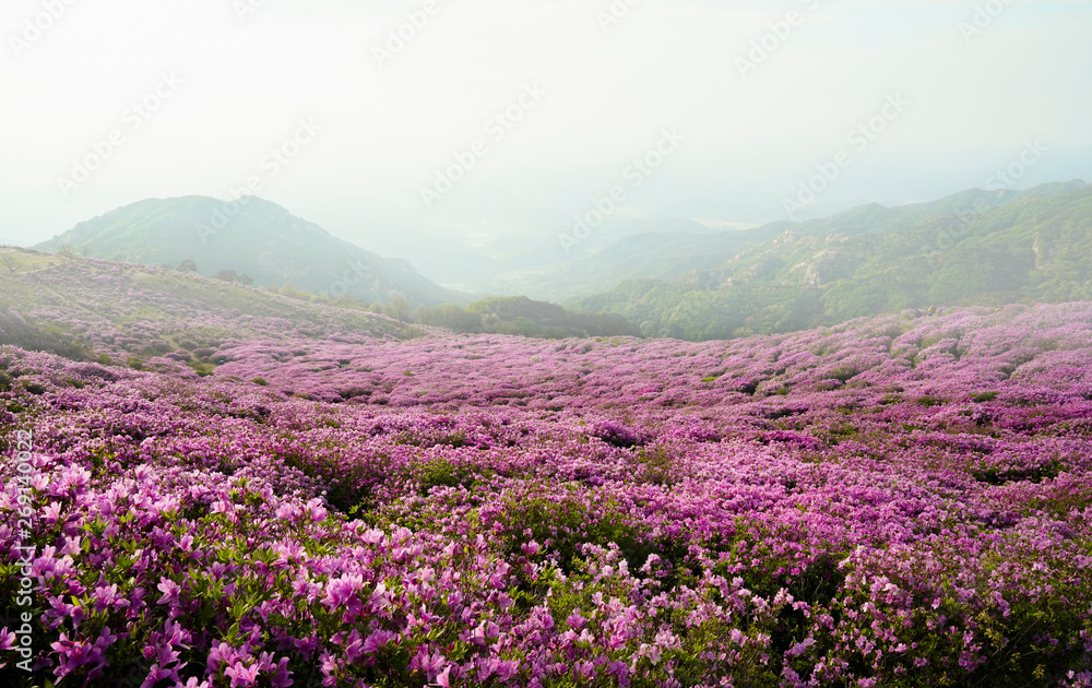 Fototapeta premium 철쭉꽃이 활짝핀 황매산