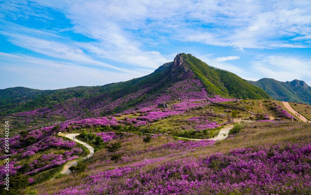 Naklejka premium 철쭉꽃이 활짝핀 황매산