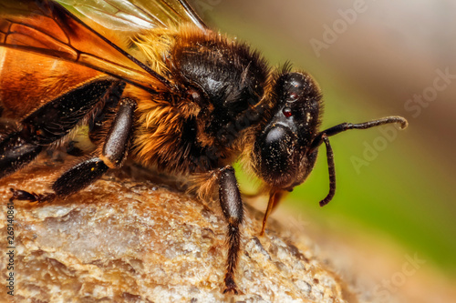 Honey bee head