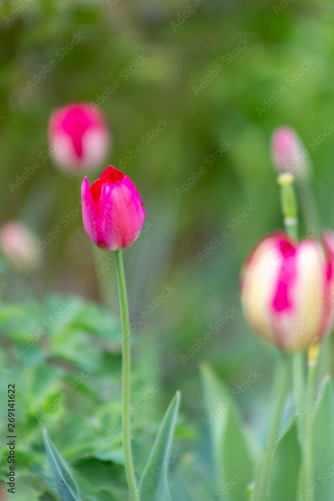 tulips, flowers, tulip, nature, spring, background, beautiful, flower, garden, colorful, landscape, floral, bright, summer, green, bloom, sunlight, may, fresh, beauty, keukenhof, red, park, field, rom tulips, flowers, tulip, nature, spring, background, beautiful, flower, garden, colorful, landscape, floral, bright, summer, green, bloom, sunlight, may, fresh, beauty, keukenhof, red, park, field, rom
