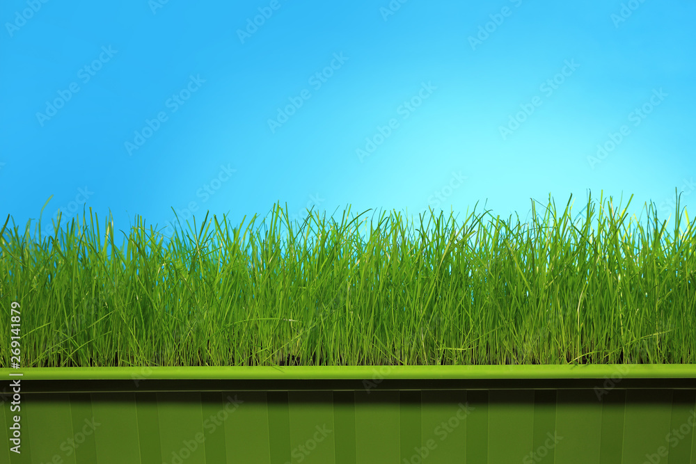 Fototapeta premium Trawa w zielonej doniczce na niebieskim tle.