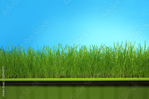 Trawa w zielonej doniczce na niebieskim tle.