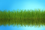 Zielona trawa odbita w wodzie.