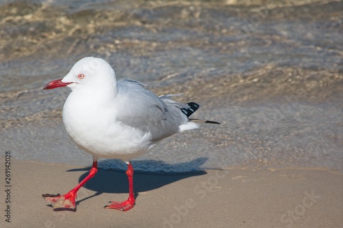 Australian silver gull(Chroicocephalus novaehollandiae or Larus novaehollandiae) on the beach