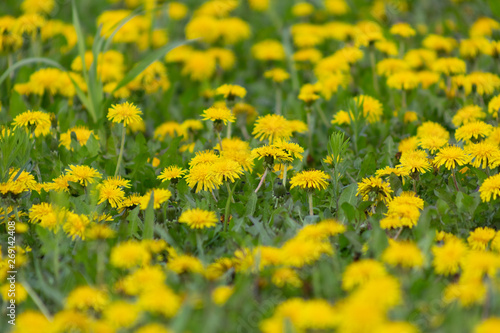 dandelion, background, dandelions, spring, nature, meadow, field, landscape, yellow, environment, green, flower, pollen, summer, season, flowers, plant, beautiful, sunlight, grass, sunny, countryside,