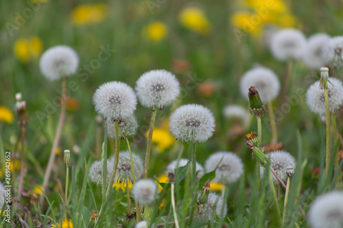 dandelion  background  dandelions  spring  nature  meadow  field  landscape  yellow  environment  green  flower  pollen  summer  season  flowers  plant  beautiful  sunlight  grass  sunny  countryside 