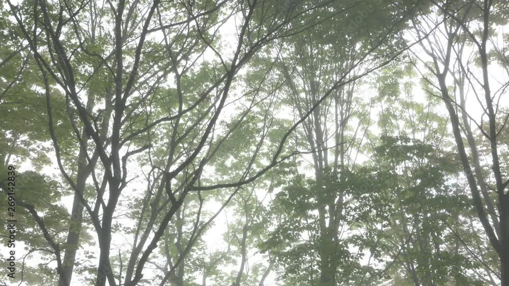 tree in forest