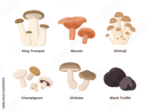 Mushrooms set of vector illustrations in flat design isolated on white background. King oyster, niscalo, shimeji, champignon, shiitake, black truffle edible mushrooms, infographic elements.