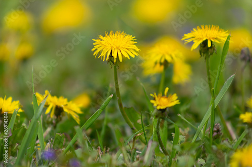 dandelion  background  dandelions  spring  nature  meadow  field  landscape  yellow  environment  green  flower  pollen  summer  season  flowers  plant  beautiful  sunlight  grass  sunny  countryside 