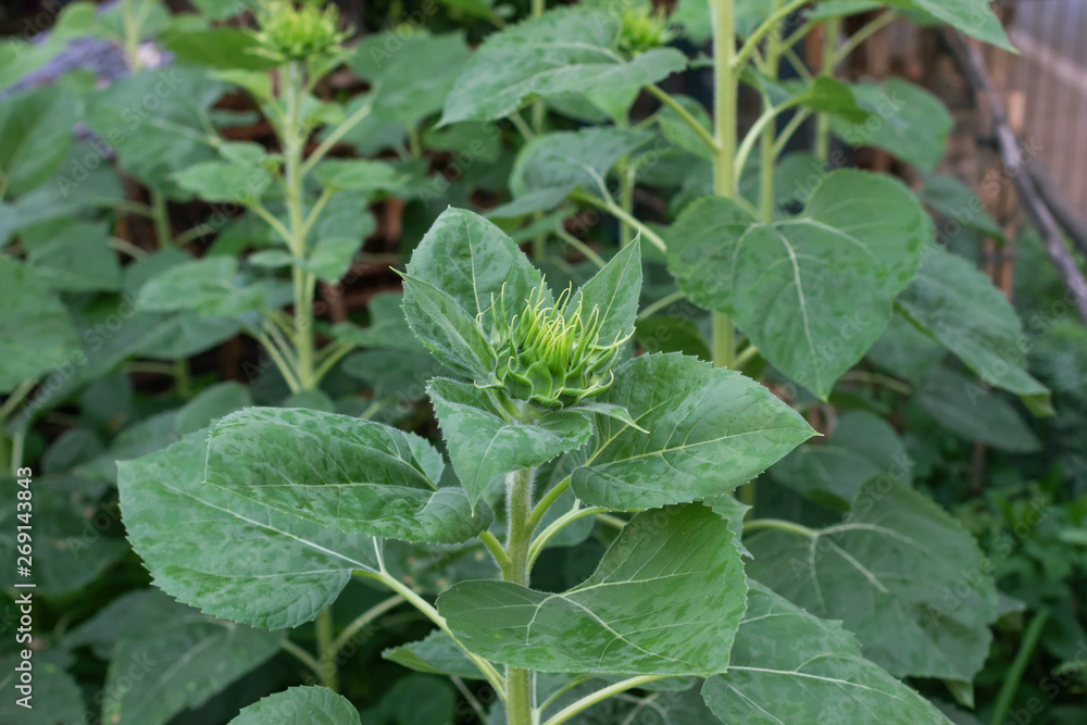 Sunflower is Blossoming on tree in garden Sunflower is Blossoming on tree in garden