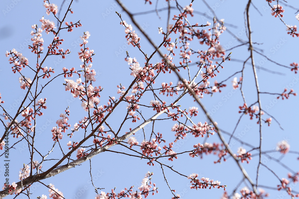 wild pink apricot blossom on blue sky background wild pink apricot blossom on blue sky background