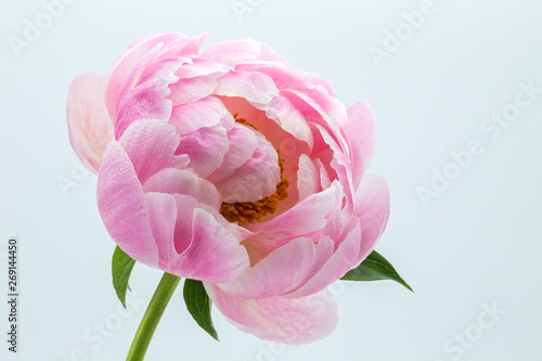 芍薬の花
