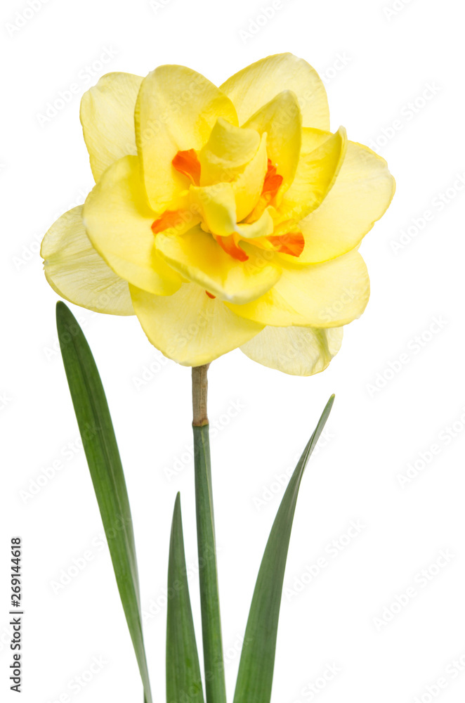Single flower of yellow daffodil isolated on white background Single flower of yellow daffodil isolated on white background