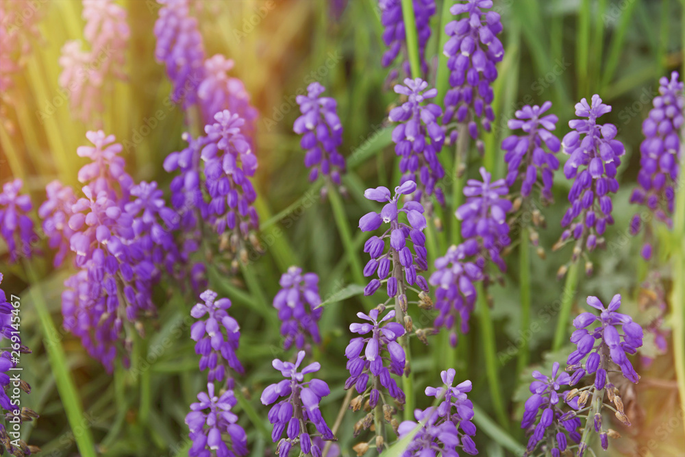 Purple flowers lavander with side burning sun Purple flowers lavander with side burning sun
