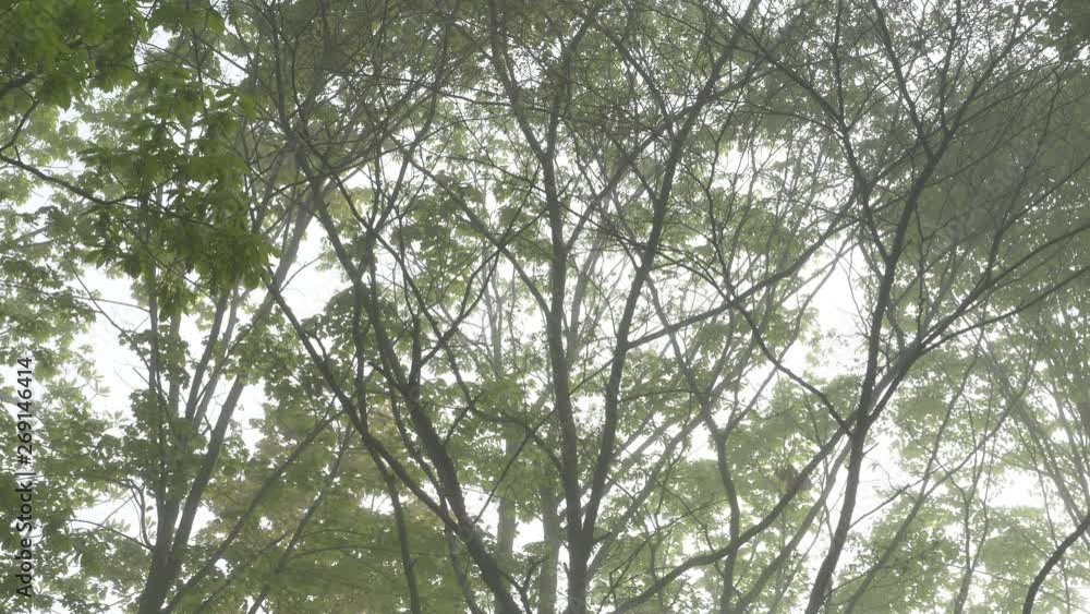 tree in forest tree in forest