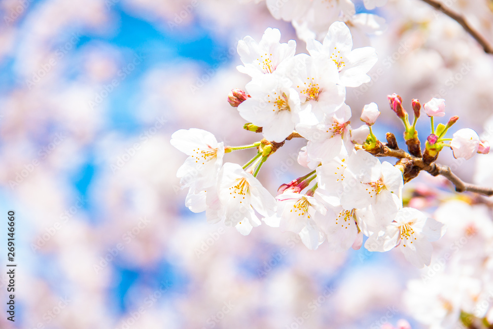 桜