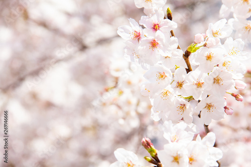 桜 © studioBIKA