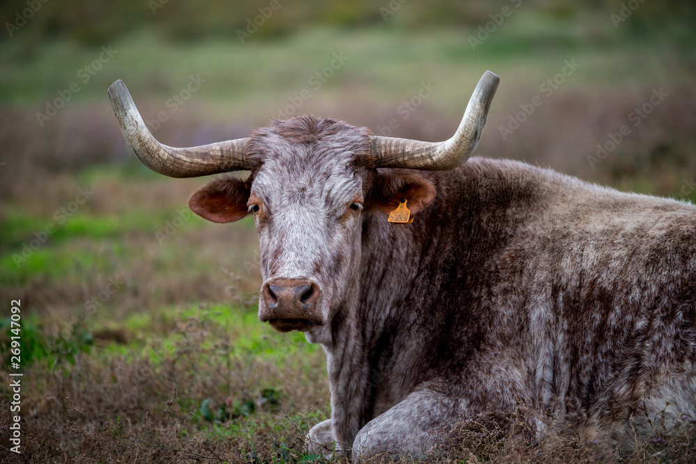 Vache camarguaise Vache camarguaise