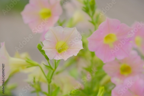 Yokohama Coral Leaf flower