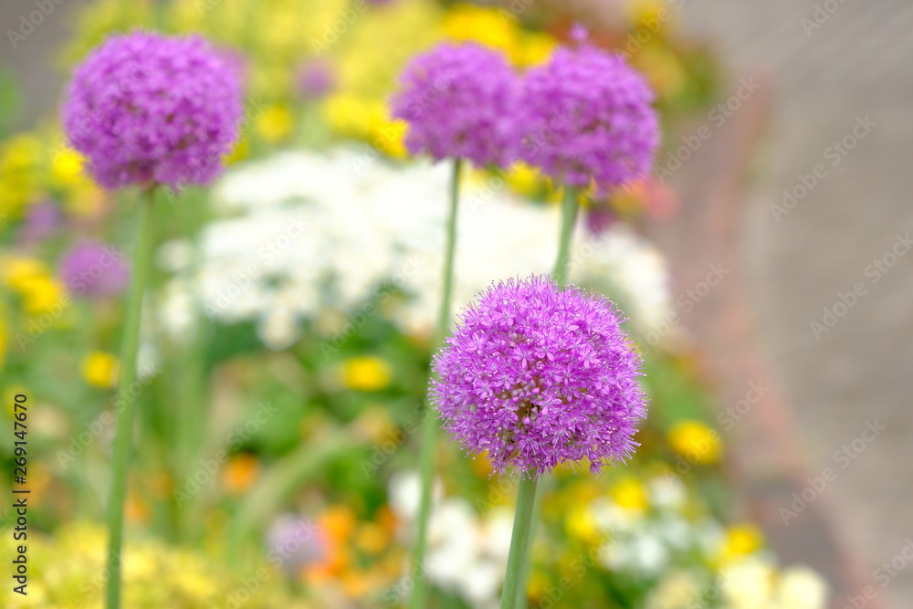 purple allium flower in garden purple allium flower in garden