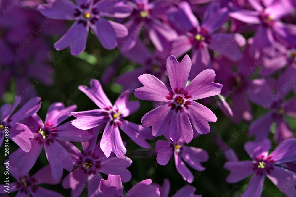 purple flowers in the sunlight, close-up, bokeh purple flowers in the sunlight, close-up, bokeh