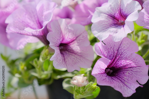 petunia flower in garden