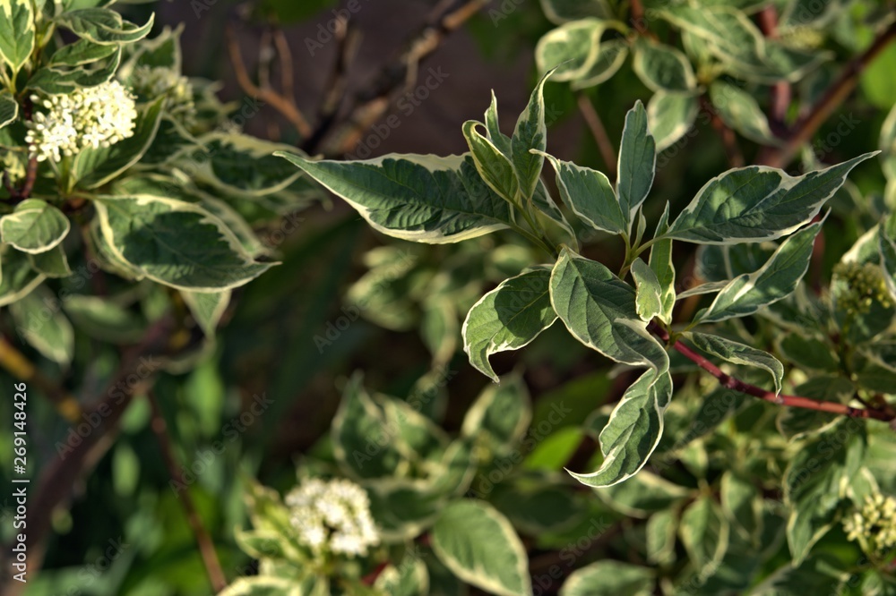 plant outside with unusual leaf coloring, stroke on the leaf edge plant outside with unusual leaf coloring, stroke on the leaf edge