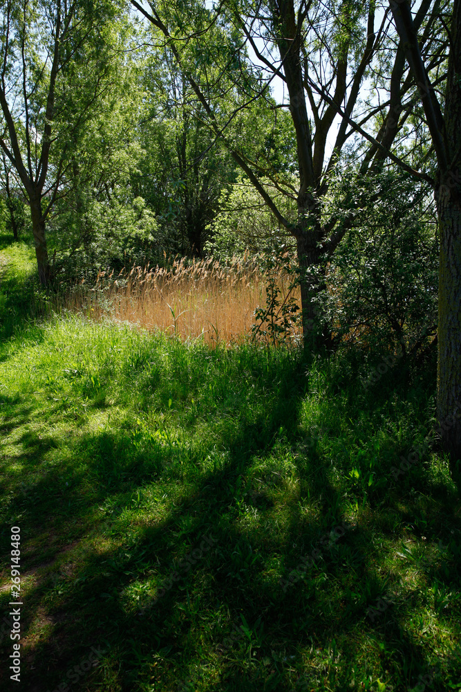 Fototapeta premium Sun light on reeds with tree shadows.