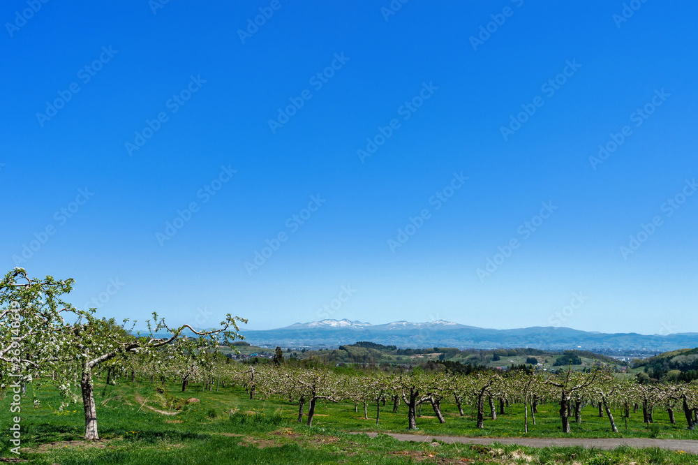 Obraz premium 【青森県弘前市岩木山麓】津軽のりんご園から春の残雪光る八甲田連峰を望む