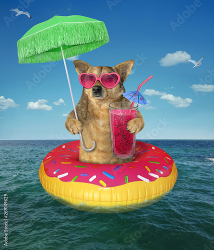 The dog in pink sunglasses under a green umbrella drinks fruit juice on the inflatable circle in the sea. © iridi66