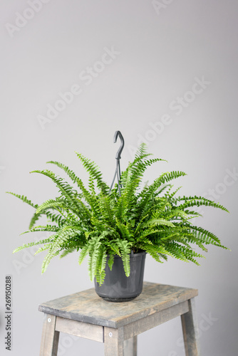 Nephrolepis plants, fern. Stylish green plant in ceramic pots on wooden vintage stand on background of gray wall. Modern room decor. sansevieria plants photo