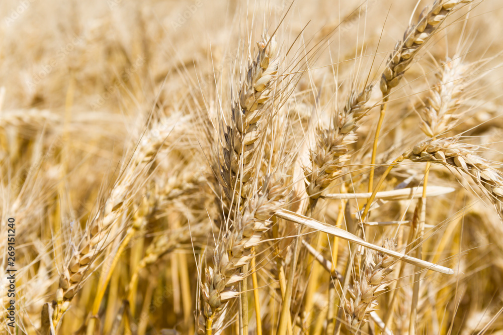golden wheat by the sun in the field golden wheat by the sun in the field