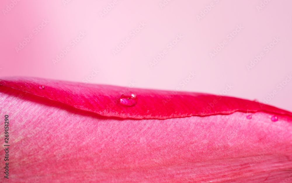 Fototapeta premium Raindrops on a tulip flower close up