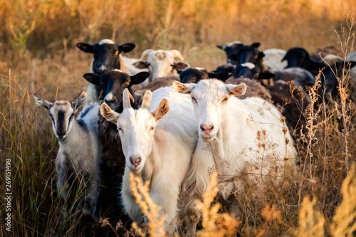 Billede på lærred Herd of black and white goats on the evening field