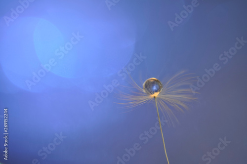 Water drop on isolated dandelion seed. Macro dandelion seed with drop of water on blue background. 