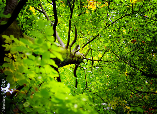 Looking upward towards leaves on beech tree.