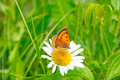 Obraz na płótnie Butterfly mother-of-Pearl large sits on a Daisy flower. Beautiful summer landscape. Environment, clean ecology, nature w salonie