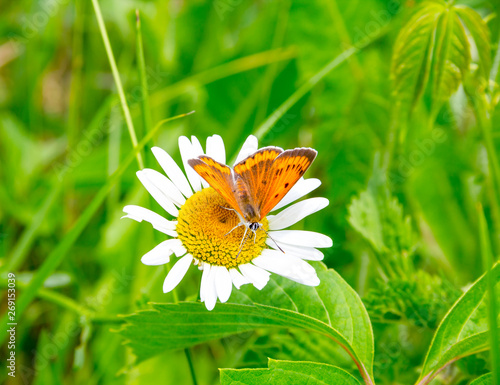 Butterfly mother-of-Pearl large sits on a Daisy flower. Beautiful summer landscape. Environment, clean ecology, nature