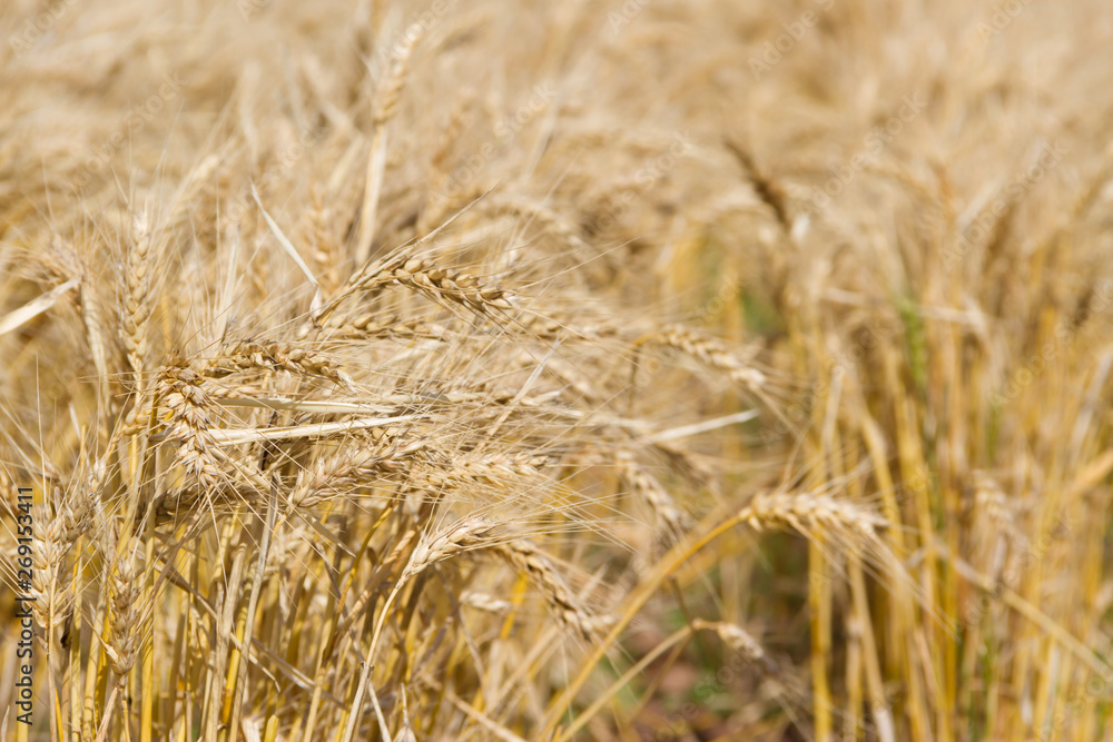 golden wheat by the sun in the field golden wheat by the sun in the field
