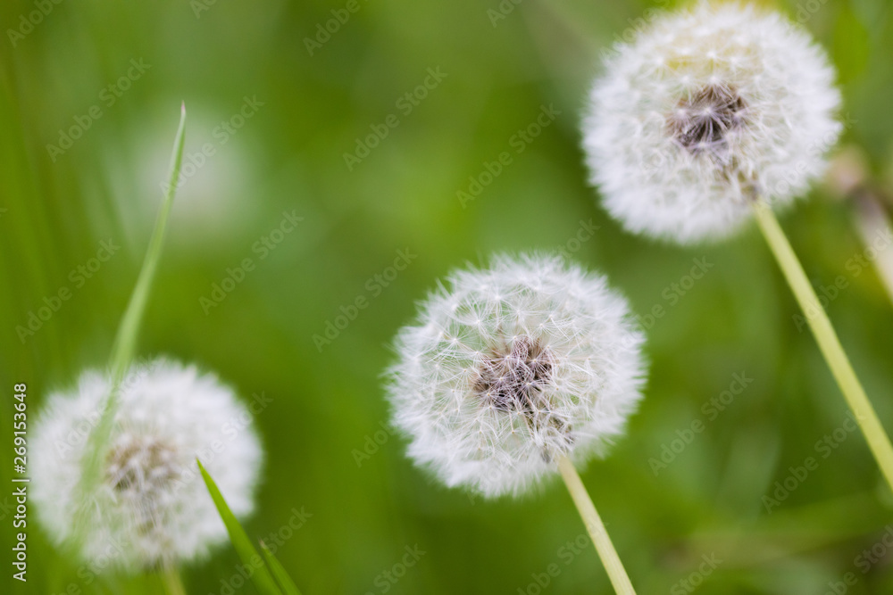 Dandelion flying on green background Dandelion flying on green background