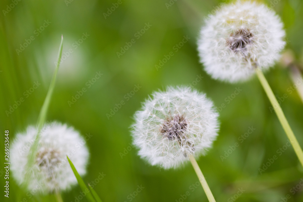 Dandelion flying on green background